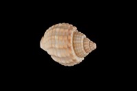 藏品(織紋螺)的圖片